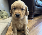 Puppy Blue Golden Retriever