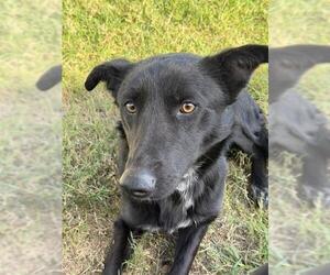 German Shepherd Dog-Unknown Mix Dogs for adoption in Riverside, CA, USA