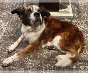 Saint Bernard-Unknown Mix Dogs for adoption in Princeton, MN, USA