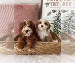 Small Photo #10 Goldendoodle (Miniature) Puppy For Sale in GILBERT, AZ, USA