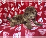 Small #6 ShihPoo