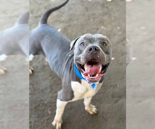 Medium Photo #3 Mutt Puppy For Sale in Riverside, CA, USA