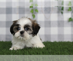 Small #1 Shih Tzu