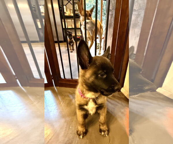 Medium Photo #4 German Shepherd Dog Puppy For Sale in Seattle, WA, USA