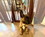 Small #3 German Shepherd Dog