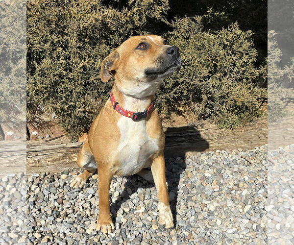 Medium Photo #3 American Staffordshire Terrier-Unknown Mix Puppy For Sale in Albuquerque, NM, USA