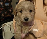 Puppy Eli Cavapoo (Miniature)
