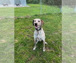 Small #5 Plott Hound-Pointer Mix