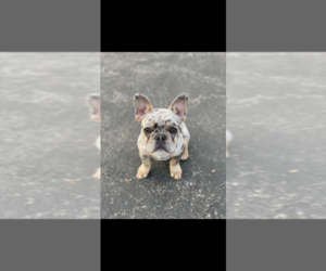 Father of the French Bulldog puppies born on 10/22/2025