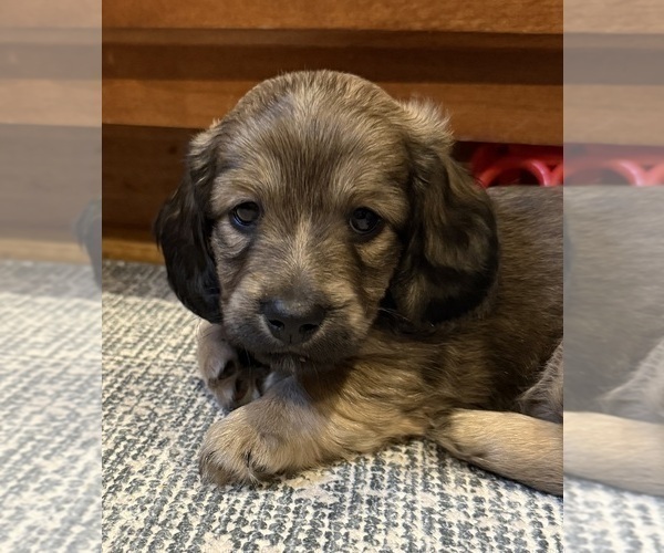 Medium Photo #4 Dachshund Puppy For Sale in LANEXA, VA, USA