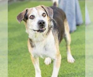 Beagle Dogs for adoption in Camarillo, CA, USA