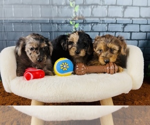 YorkiePoo Litter for sale in OCALA, FL, USA