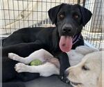 Small #3 Labrador Retriever