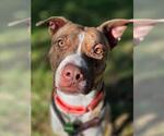 *SHYANNE - Female Mutt Dog for Adoption - Small photo