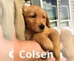 Puppy Coulson Golden Retriever