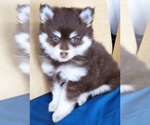 Small Photo #7 Pomsky Puppy For Sale in PUNTA GORDA, FL, USA