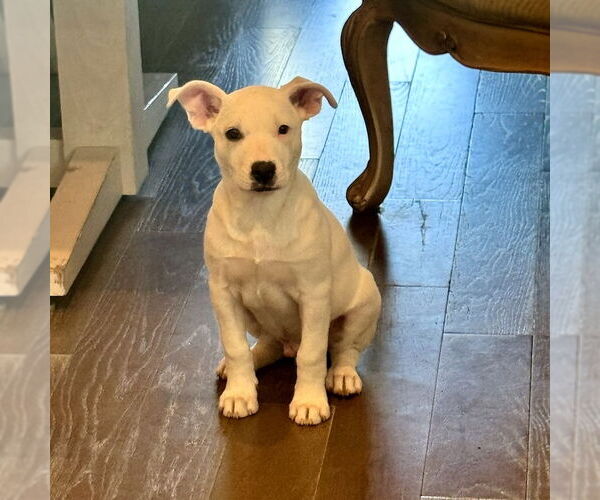 Medium Photo #4 Aussiedor Puppy For Sale in San Juan Capistrano, CA, USA