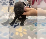 Small Photo #8 Cane Corso Puppy For Sale in LAVEEN, AZ, USA