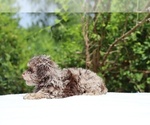 Small #20 ShihPoo