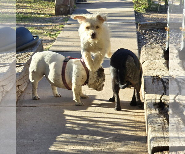 Medium Photo #3 Mutt Puppy For Sale in Albuquerque, NM, USA