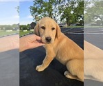 Small Labrador Retriever