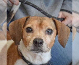 Doxle Dogs for adoption in Huntley, IL, USA