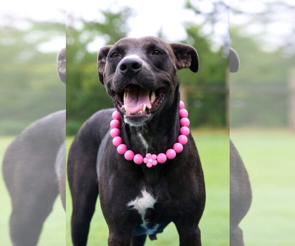 Medium Photo #1 Mutt Puppy For Sale in Greenville, SC, USA