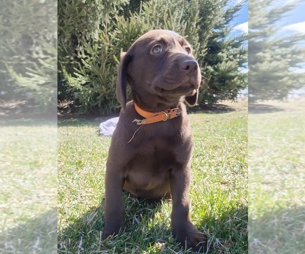 Medium Photo #2 Labrador Retriever Puppy For Sale in GREENWOOD, WI, USA