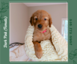 Puppy Dark Pink Golden Retriever