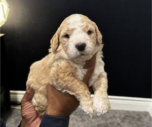 Double Doodle Puppy for sale in SPRING BRANCH, TX, USA