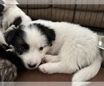 Puppy 1 Border Collie-Yorkshire Terrier Mix