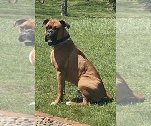 Father of the Boxer puppies born on 01/04/2026