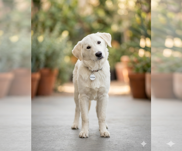 Medium Photo #1 Golden Pyrenees Puppy For Sale in Genesee, WI, USA