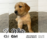 Puppy White Girl Golden Retriever