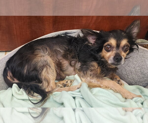 Medium Photo #2 Chihuahua-Unknown Mix Puppy For Sale in Wetumpka, AL, USA