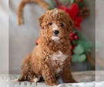 Small Photo #5 Bichpoo Puppy For Sale in DORNSIFE, PA, USA