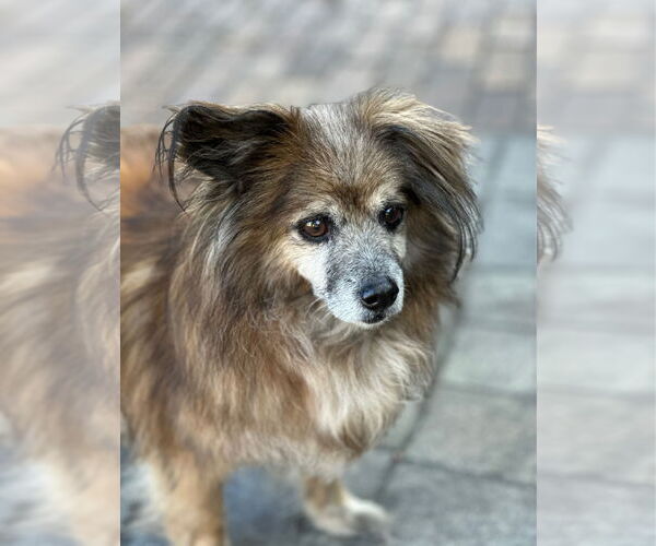 Medium Photo #6 Papshund Puppy For Sale in Weston, FL, USA