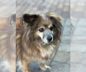Hubbard - Male Papshund Dog for Adoption - Photo #6