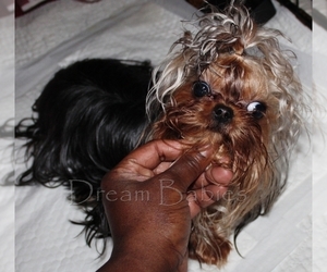 Father of the Yorkshire Terrier puppies born on 01/29/2022