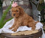 Small Photo #38 Cavapoo Puppy For Sale in GOSHEN, IN, USA
