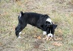Small Photo #30 Boxer Puppy For Sale in CHILHOWEE, MO, USA