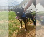 Small #5 American Staffordshire Terrier-Boxer Mix