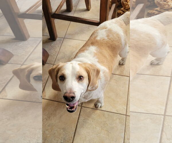 Medium Photo #4 Beagle Puppy For Sale in Las Vegas, NV, USA