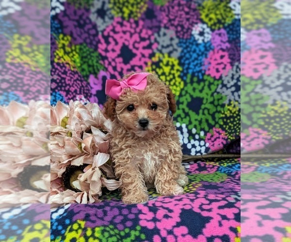 Medium Photo #4 Poodle (Toy) Puppy For Sale in LINCOLN UNIVERSITY, PA, USA