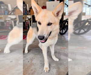 Sunny - Female Siberian Husky-Unknown Mix Dog for Adoption - Photo #5