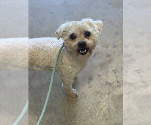 Toby - Male Poodle (Miniature) Dog for Adoption - Photo #2