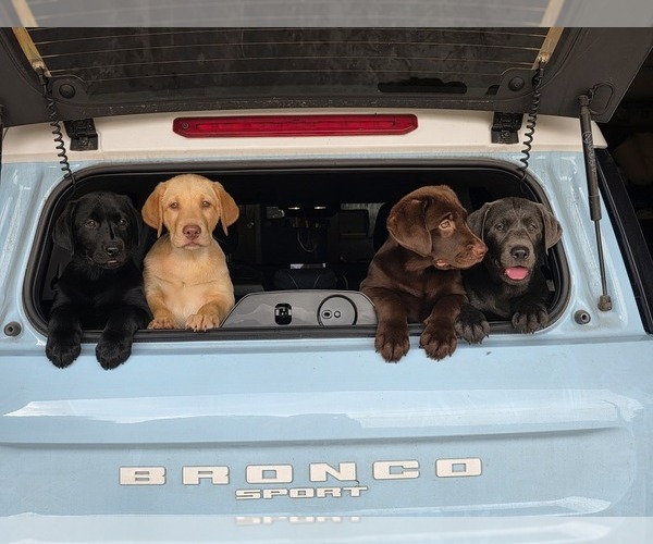 Medium Photo #1 Labrador Retriever Puppy For Sale in SHELBYVILLE, IN, USA