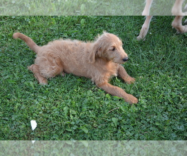 Medium Photo #1 Labradoodle Puppy For Sale in GREENWOOD, WI, USA