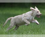 Small #12 Labrador Retriever