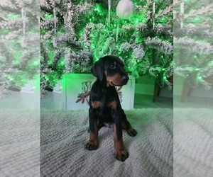Doberman Pinscher Puppy for sale in SPRINGFIELD, TN, USA